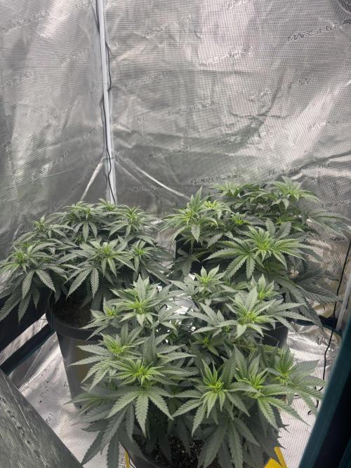Diary Name. Week 9 - Day 4 flower 