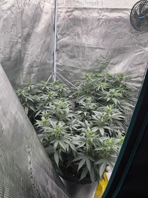 Diary Name. Week 10 - Day 11 flower 