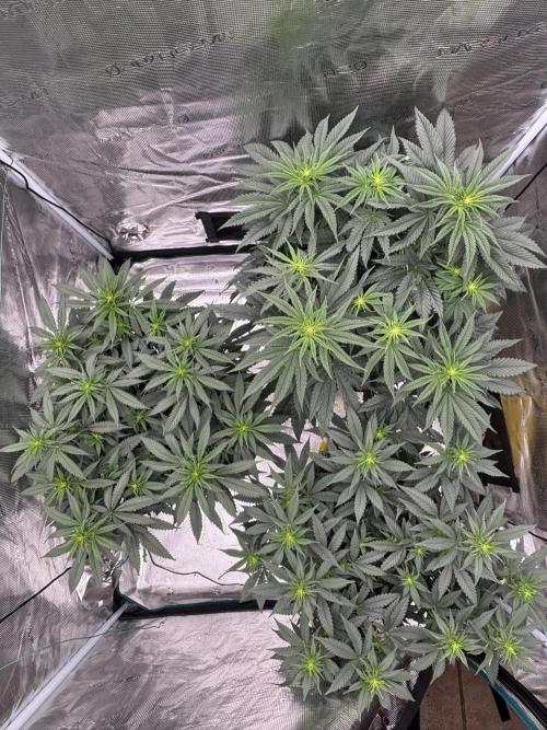 Diary Name. Week 10 - Day 11 flower 
