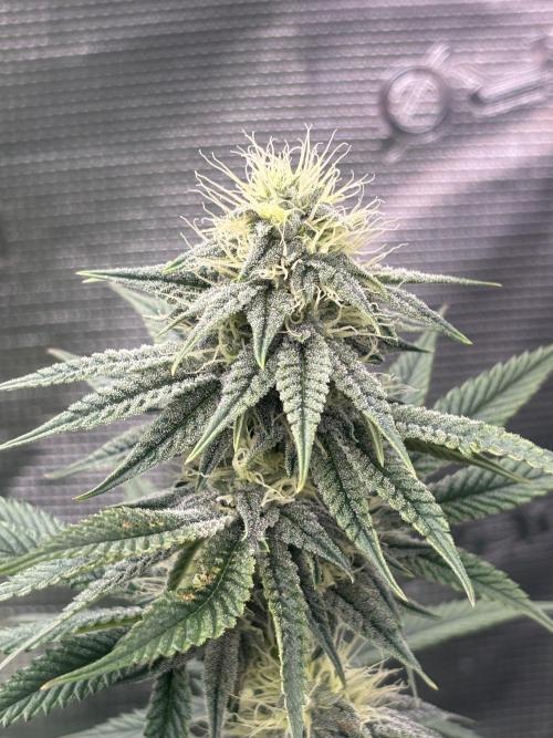 Diary Name. Week 14 - Garlic papaya in back 