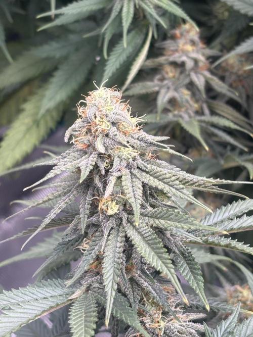 Diary Name. Week 14 - Cinderella 2 in front