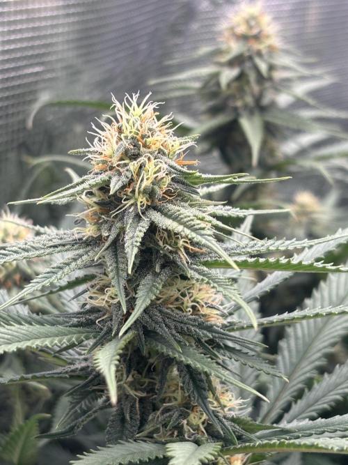 Diary Name. Week 14 - Cinderella 1 on left 