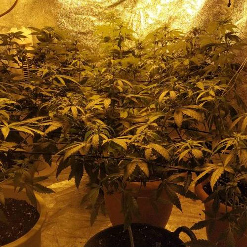 The quarentine is not bad !. Week 2 - Week 2 Flora