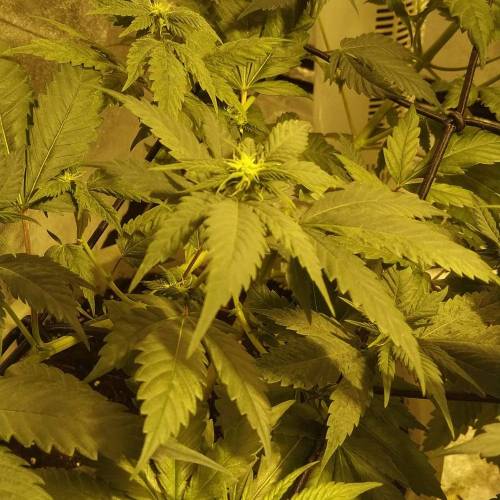 The quarentine is not bad !. Week 2 - Super Skunk