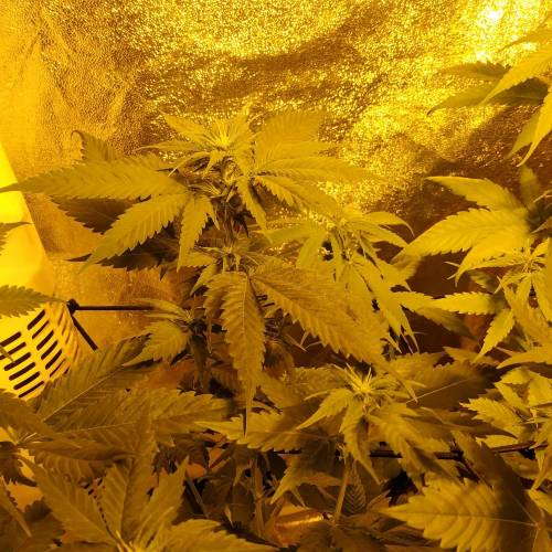 The quarentine is not bad !. Week 2 - Gorilla Glue