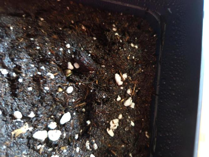 Mixsweetseeds. Week 0 - Semillas al sustrato y 24 hrs más en obscuridad a buena temperatura 
