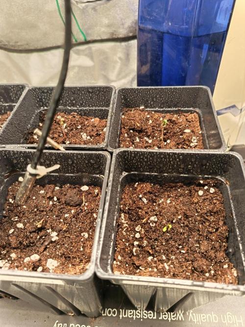 Mixsweetseeds. Week 0 - Primeras hrs de luz 