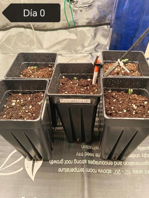 Mixsweetseeds. Week 0