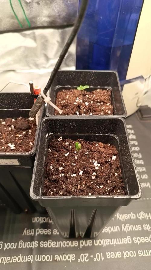 Mixsweetseeds