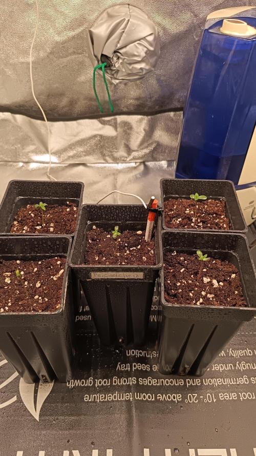 Mixsweetseeds. Week 0