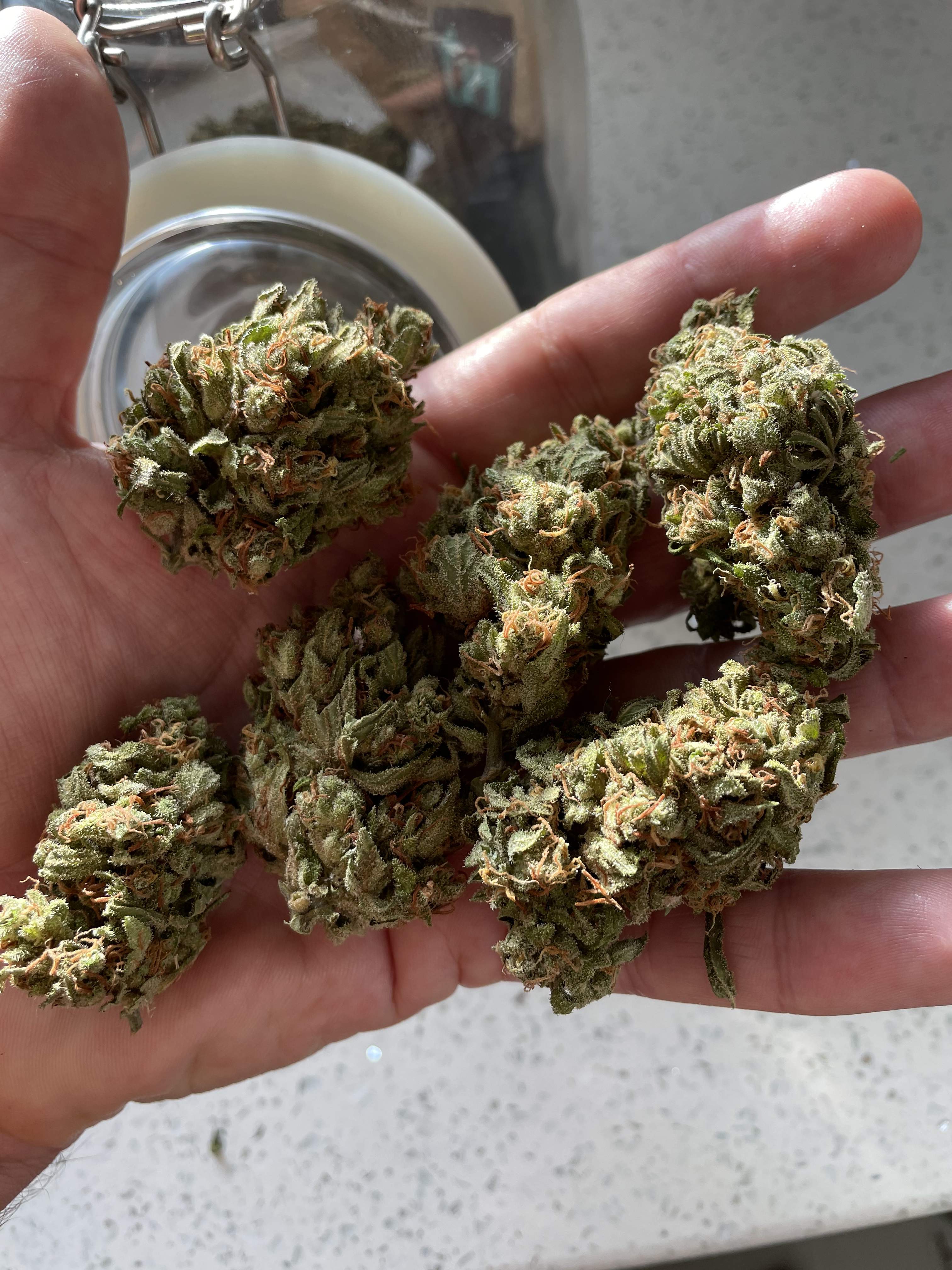 ILGM Gorilla Glue Autoflower 2 grow diary (journal) 3 harvest12 by