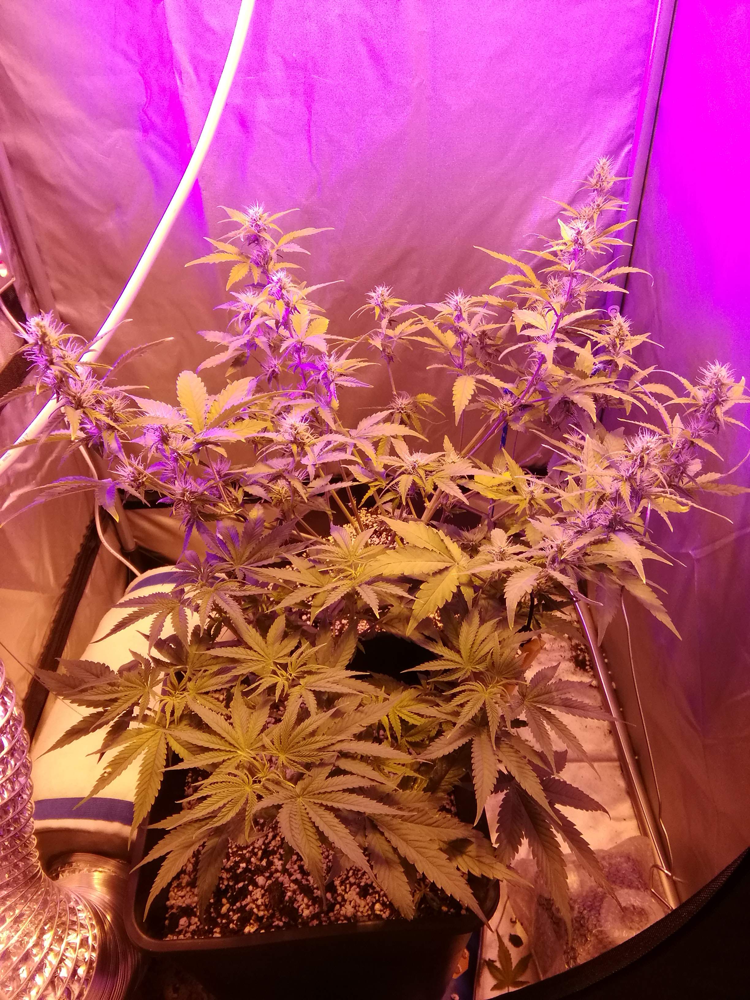 Royal Queen Seeds Candy Kush Express, Royal Queen Seeds White Widow