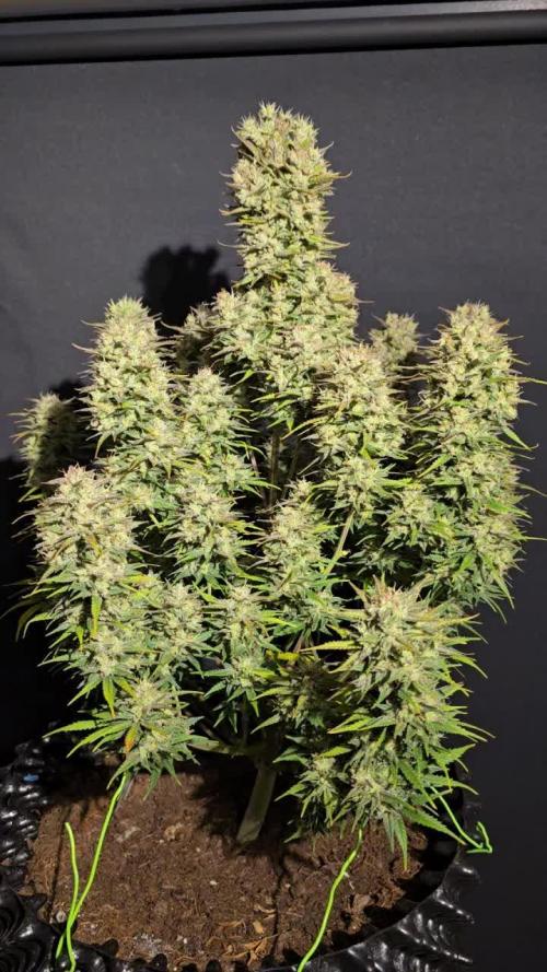 Devil XL Auto
