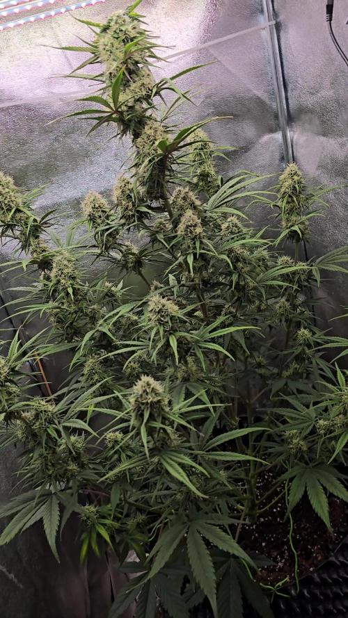 Rainbow Sherbet Auto Zamnesia