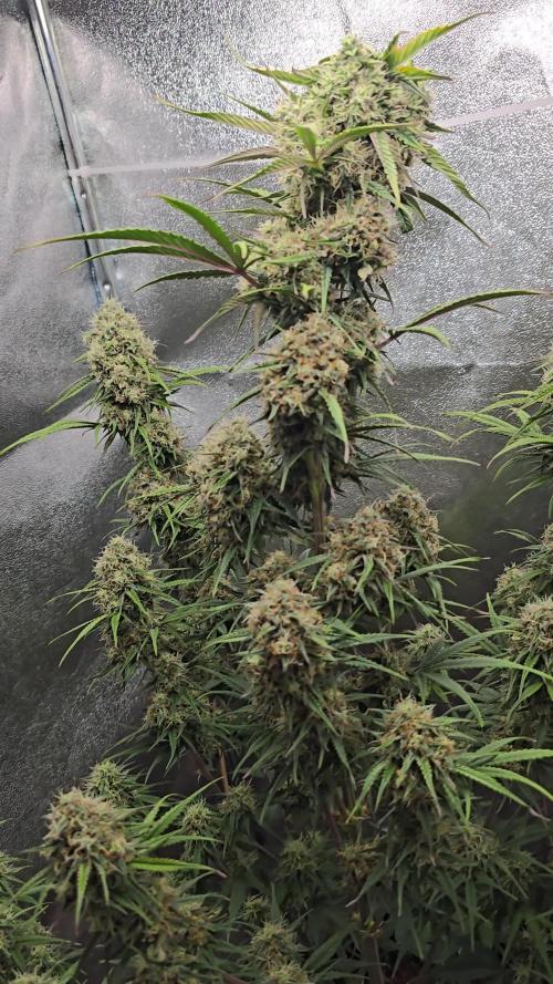 Rainbow Sherbet Auto Zamnesia