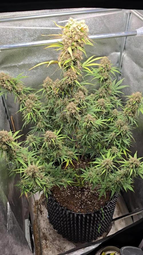 Rainbow Sherbet Auto Zamnesia