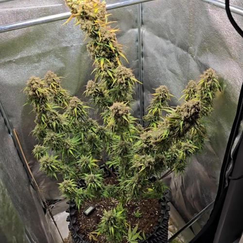 Rainbow Sherbet Auto Zamnesia