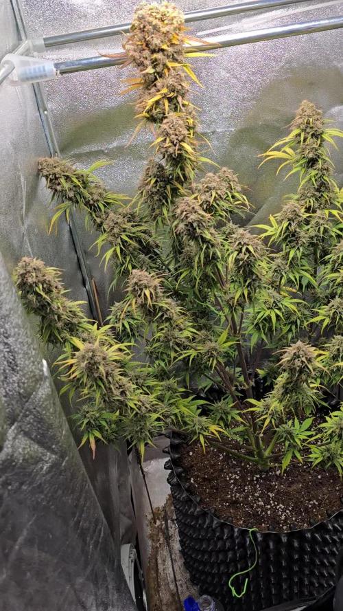 Rainbow Sherbet Auto Zamnesia