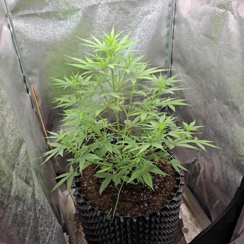 Black Diamond Auto