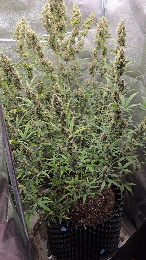 Black Diamond Auto