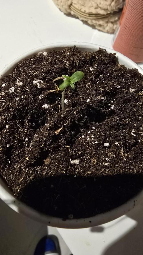 Ghost Train Haze Zamnesia. Week 1