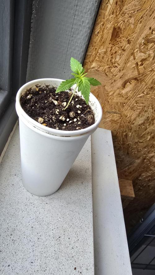 Ghost Train Haze Zamnesia. Week 1