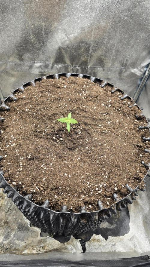 Ghost Train Haze Zamnesia. Week 1