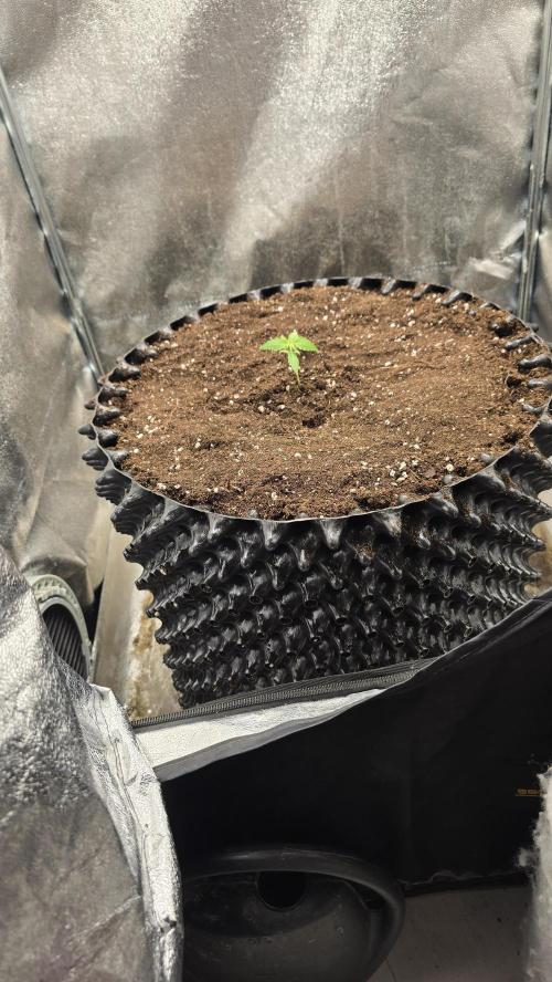 Ghost Train Haze Zamnesia. Week 1