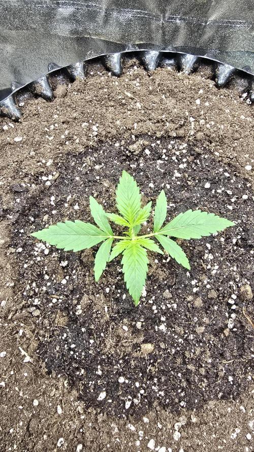 Ghost Train Haze Zamnesia. Week 2