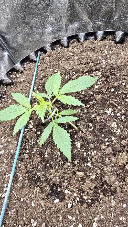 Ghost Train Haze Zamnesia. Week 2