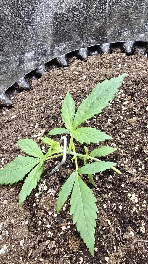 Ghost Train Haze Zamnesia. Week 2