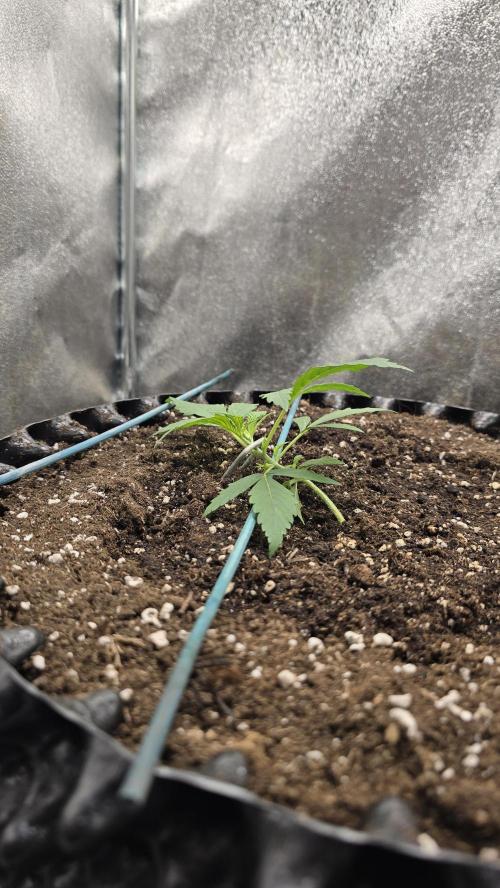 Ghost Train Haze Zamnesia. Week 2