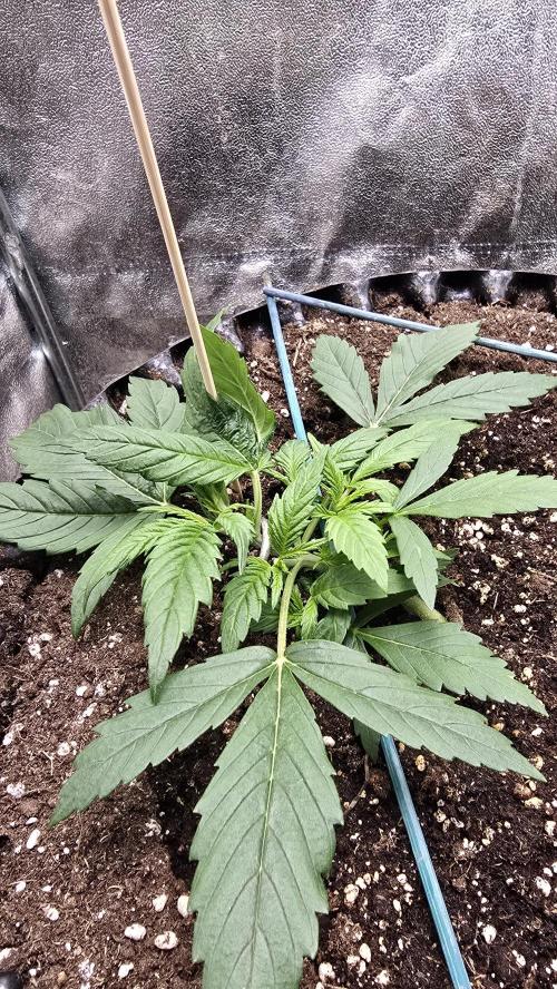 Ghost Train Haze Zamnesia. Week 3