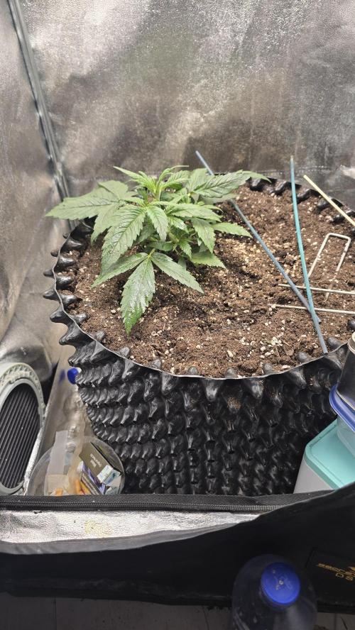 Ghost Train Haze Zamnesia. Week 3