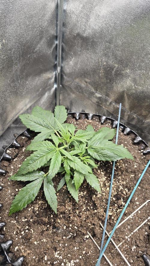 Ghost Train Haze Zamnesia. Week 3