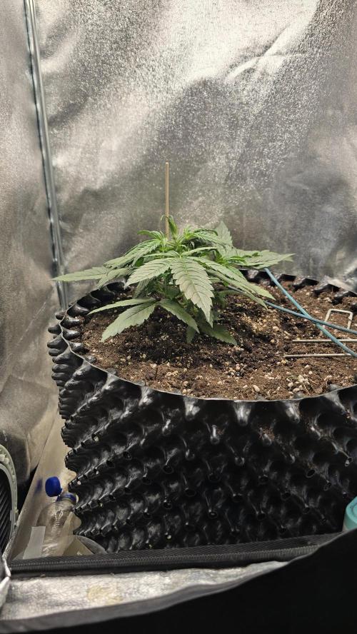 Ghost Train Haze Zamnesia. Week 3