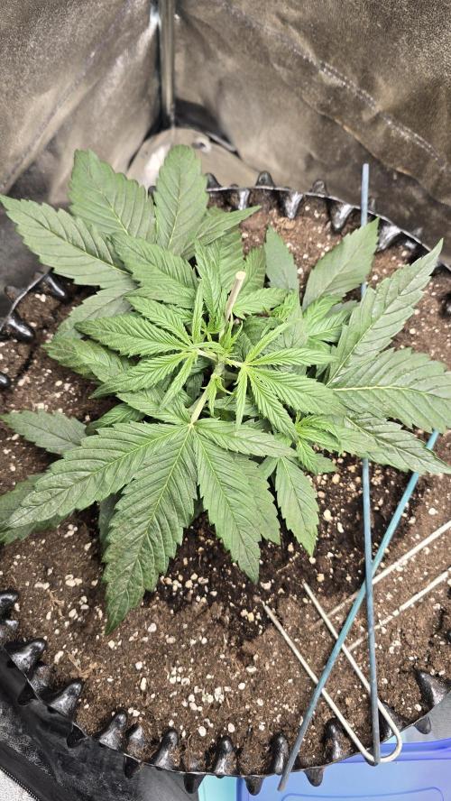Ghost Train Haze Zamnesia. Week 3