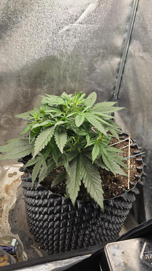 Ghost Train Haze Zamnesia. Week 4