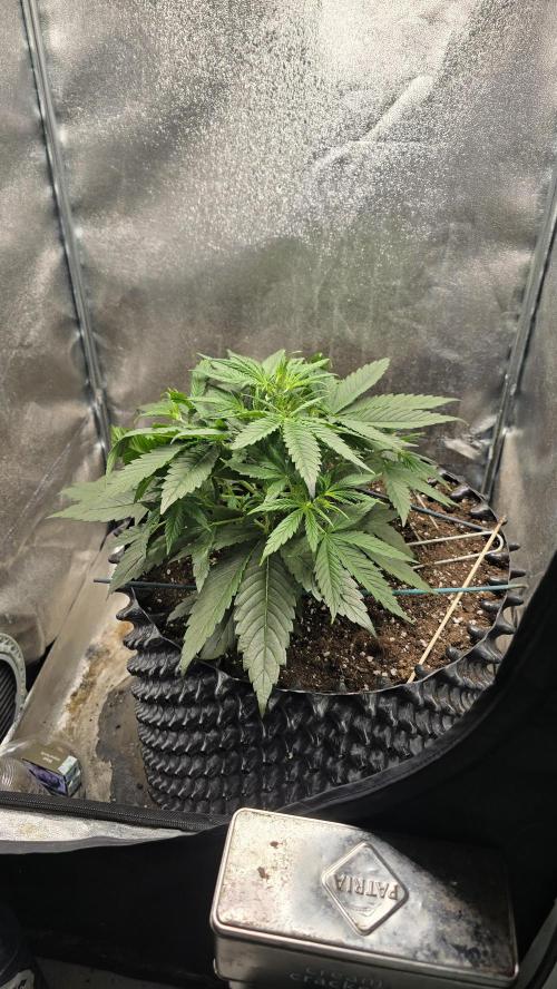 Ghost Train Haze Zamnesia. Week 4