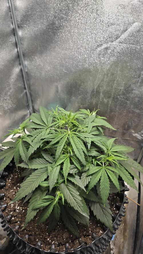 Ghost Train Haze Zamnesia. Week 4
