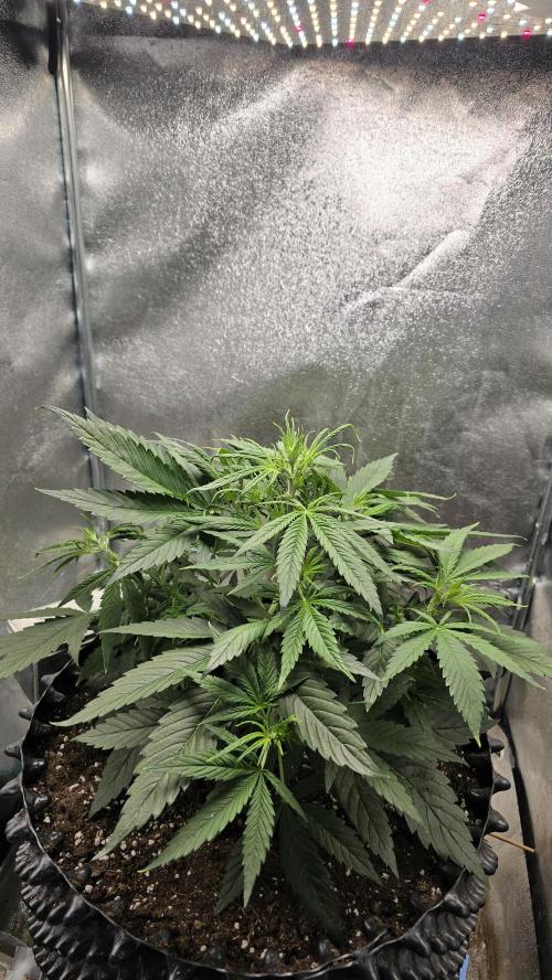 Ghost Train Haze Zamnesia. Week 4