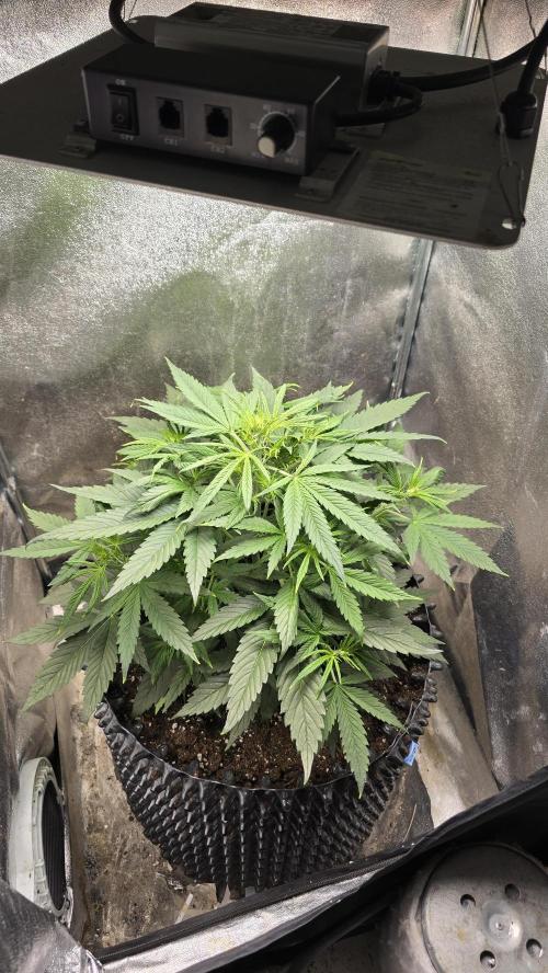 Ghost Train Haze Zamnesia. Week 4