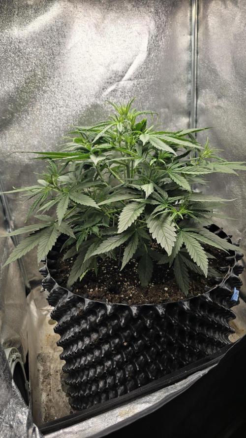 Ghost Train Haze Zamnesia. Week 5