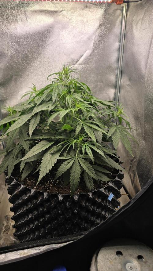 Ghost Train Haze Zamnesia. Week 5