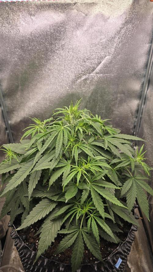 Ghost Train Haze Zamnesia. Week 5