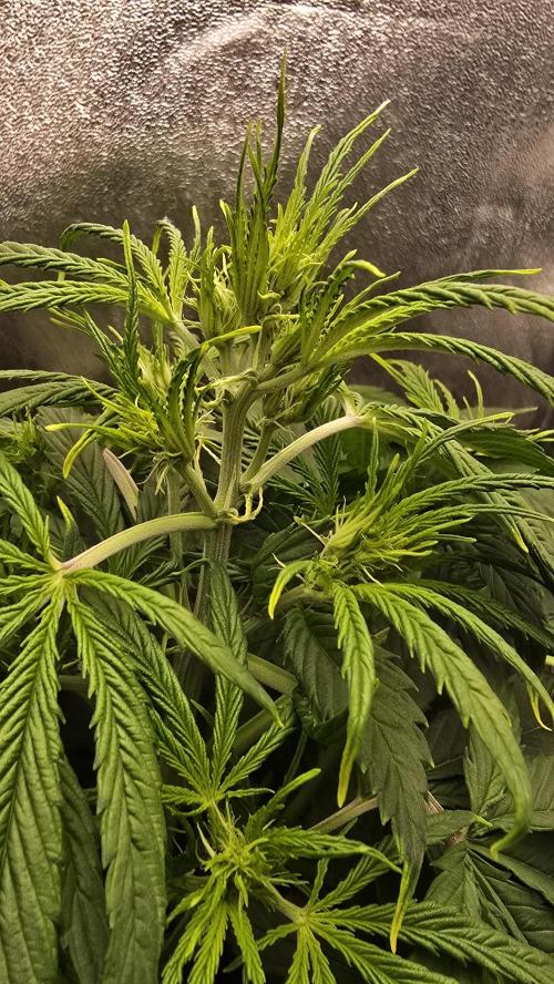 Ghost Train Haze Zamnesia. Week 5