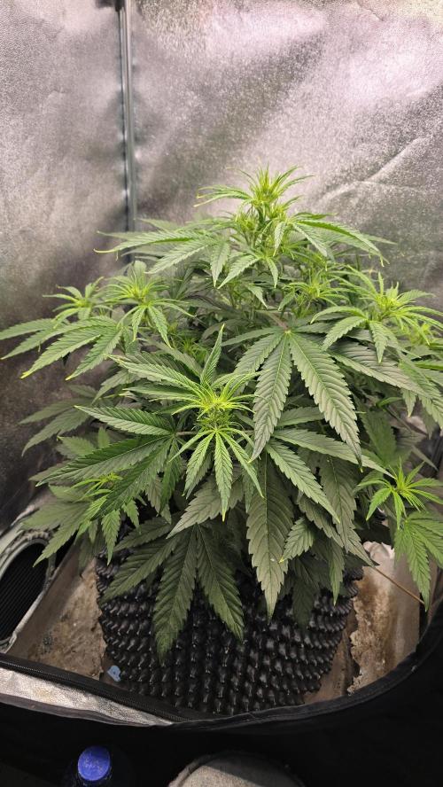 Ghost Train Haze Zamnesia. Week 5