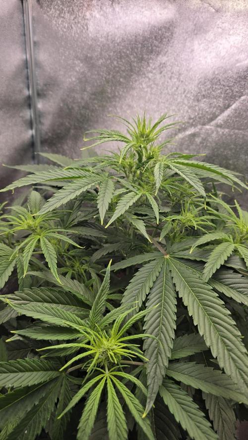 Ghost Train Haze Zamnesia. Week 5
