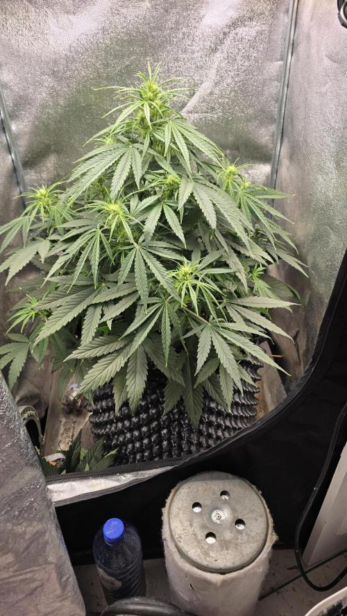 Ghost Train Haze Zamnesia. Week 5