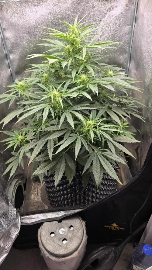 Ghost Train Haze Zamnesia. Week 5